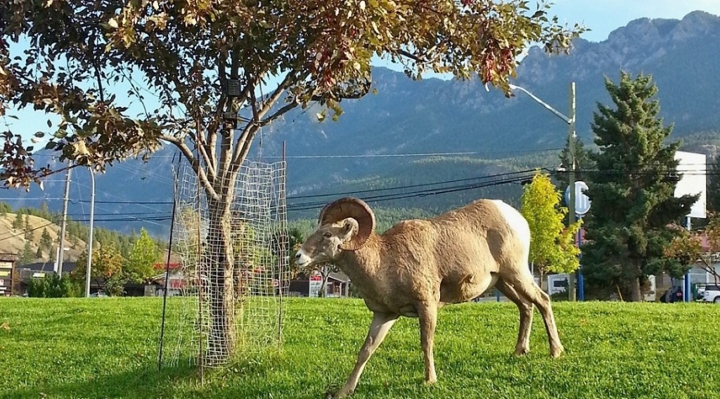 bighorn sheep are often seen roaming around the village